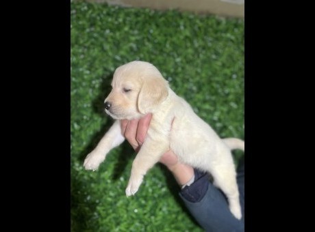 1  zlatni retriverd1225.jpg